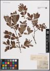 Foto von Salix cinerea L.